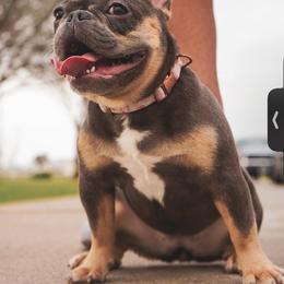 Pucci - French Bulldog