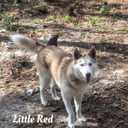 Little Red - Siberian Husky