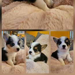 John - Black and tan male Pembroke Welsh Corgi puppy in Frontenac, Kansas from Holloway Corgis