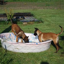 Belgian Malinois, Labrador Retriever, and Shetland Sheepdog Puppies from StoneFox