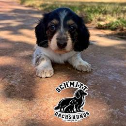 Tinker - Piebald female Dachshund puppy in Ramona, Oklahoma from Schmitt Dachshunds