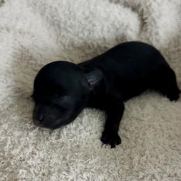 Cockapoo Puppies from Gabi's Tiny Tails of Saginaw