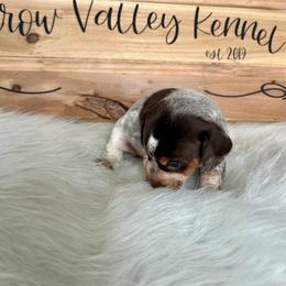 Dot - Chocolate and tan female Dachshund puppy in Spicer, Minnesota from Arrow Valley