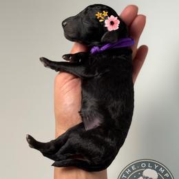 Nyx - Black female Poodle puppy in Spring Hills, Florida from The Olympus Standard Poodle
