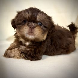 Ziggy - Shih Tzu puppy from Bows and Bot Ties