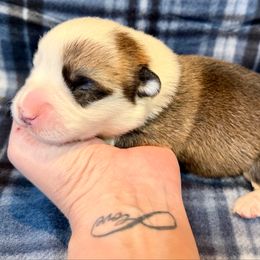 Girl 1 - Brindle and white female Cardigan Welsh Corgi puppy in Thornton, New Hampshire from Dinger’s Dogs