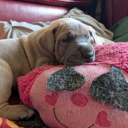 Butch - Blue male Great Dane puppy in Turon, Kansas from RCM Great Danes
