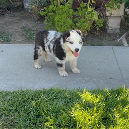 Boy 6 - Blue merle male Australian Shepherd puppy in Fontana, California from J.O Family Aussies
