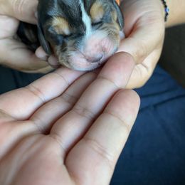 Basset Hound Puppies from Valley Bassets
