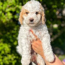 John - Parti male Goldendoodle puppy in Urbana, Illinois from ZaraDoodles