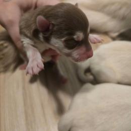 Girl 1 - Gray and white female Siberian Husky puppy in Killeen, Texas from Jackson's Siberians
