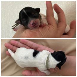 Mint Collar - Parti female Yorkshire Terrier puppy in Riverbank, California from Yorkie_Wonderland and Stud Services