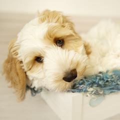 Australian Cobberdog Puppies from Livlander Australian Cobberdogs