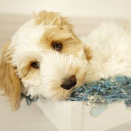 Australian Cobberdog Puppies from Livlander Australian Cobberdogs