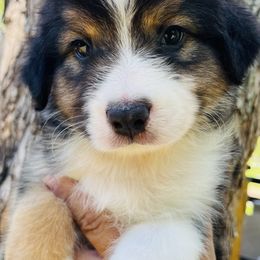 Ozzy - Black tri-color male Australian Shepherd puppy in Bunnell, Florida from Royal Biewer and Royal Aussies