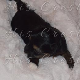 Girl 1 - Chinese Crested puppy in Monmouth, Maine from His Cresteds