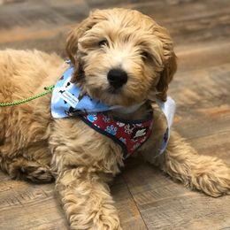 Goldendoodle Puppies from Mumzee Doodles