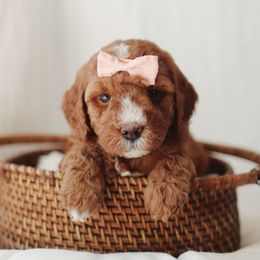 Red Girl - Red  female Goldendoodle puppy in Rio Linda, California from GoldendoodlePaw