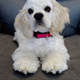 Cocker Spaniel Puppies from Hallmark Cocker Spaniels