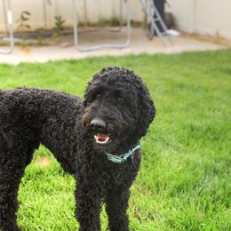 Shadow - Poodle