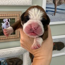Green Collar Flashy Fawn Male - Fawn male Boxer puppy in Alpine, New York from Kickin Rooster AKC Boxers