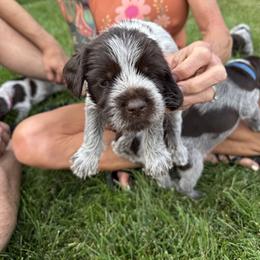 Jude - Brown and gray male Wirehaired Pointing Griffon puppy in Fort Collins, Colorado from Gypsy Creek Griffons