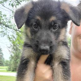 Orange - Black and red male German Shepherd puppy in Coatesville, Pennsylvania from Jessica's German Shepherds