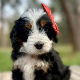 Bernedoodle, Bernese Mountain Dog, and Golden Retriever Puppies from Mercy Mountain Bernedoodles