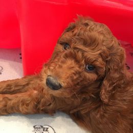 Labradoodle and Poodle Puppies from Yellow Dog Farm