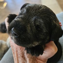 Red Collar - Salt and pepper male Miniature Schnauzer puppy in Blountville, Tennessee from Maxwell House Schnauzers