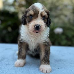 Lovey - Sable female Bernedoodle puppy in Russellville, Arkansas from Crossgate Doodles
