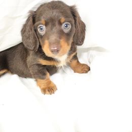 Dachshund Puppies from Mulberry Dachshunds