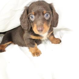 Dachshund Puppies from Mulberry Dachshunds