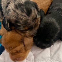 Dachshunds from Briana's Dachshunds