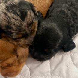 Dachshunds from Briana's Dachshunds