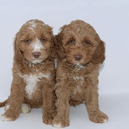 Australian Labradoodle and Goldendoodle Puppies from Silver Creek Doodles