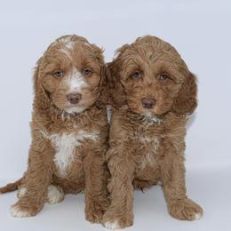 Australian Labradoodle and Goldendoodle Puppies from Silver Creek Doodles