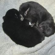 Schipperke and Siberian Husky Puppies from Yuki Ookami Show Kennel