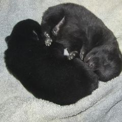 Schipperke and Siberian Husky Puppies from Yuki Ookami Show Kennel