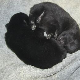 Schipperke and Siberian Husky Puppies from Yuki Ookami Show Kennel
