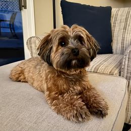Havanese All Grown Up from Spring Meadow Havanese