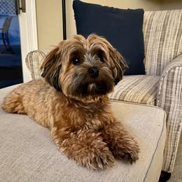Havanese All Grown Up from Spring Meadow Havanese