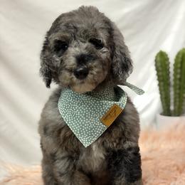 Olaf - Merle male Goldendoodle puppy in Fort Collins, Colorado from Front Range Family Doodles