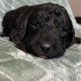 Mack - Black male Labradoodle puppy in Lowville, New York from Adirondack Labradoodles