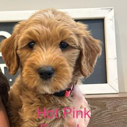 Hot Pink - Apricot female Goldendoodle puppy in Lineville, Alabama from Dogwood Doodles of Alabama