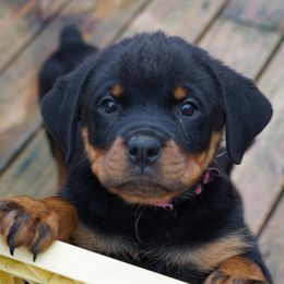 Rottweiler Puppies from Mountain High Kennels