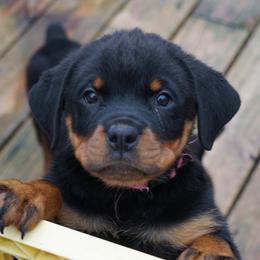 Rottweiler Puppies from Mountain High Kennels