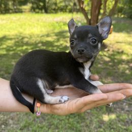 Chihuahua and Dachshund Puppies from Little Pawz, LLC