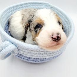 Aussiedoodle, Miniature Australian Shepherd, and Poodle Puppies from Fine and Dandy Aussiedoodles