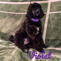 Girl 2 - Poodle puppy in Lawson Heights, Pennsylvania from Taylor's Poodles